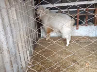Boucs, Russian White goat — photo 1