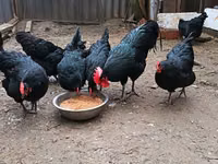 Australorp — photo 6