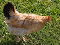 Chickens — foto 4