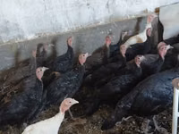 Turkeys — Foto 1