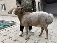 公羊, Sheep — 照片 1