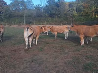 母牛, Partenaise cattle — 照片 1