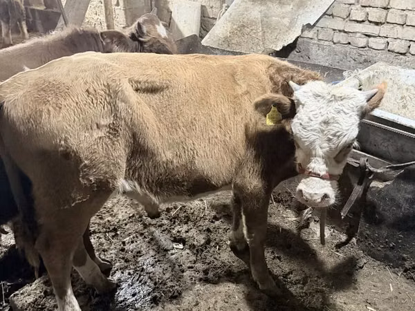 Taureau, Simmental cattle