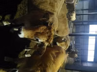 母牛, Aubrac cattle — 照片 3