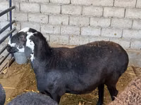 Schaf, Blackheaded Persian sheep — Foto 2
