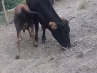 母牛, Cattle — 照片 2