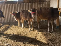 بقرة, Swiss cattle — الصورة 2
