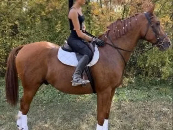 Horse (M), Gidran