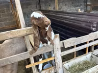 Billy Goat, Beetal goats — photo 2