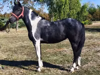 Jument, Chevaux — photo 1