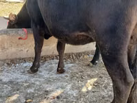 Vache, Race Alatauskaya — photo 2