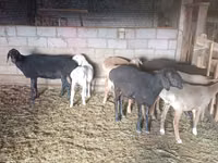 母羊, Tian-Shan semifinewool sheep — 照片 3