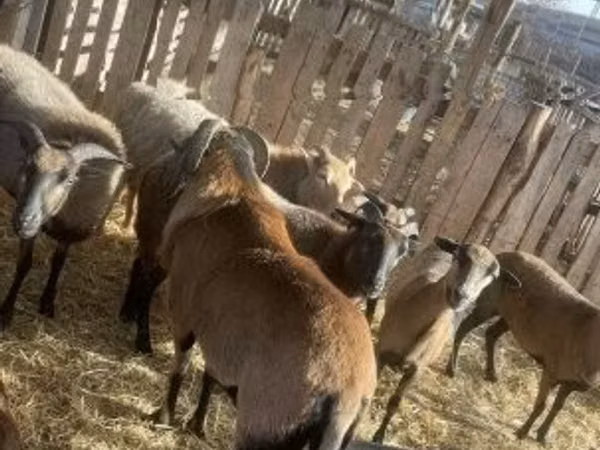 Widder, Cameroon sheep
