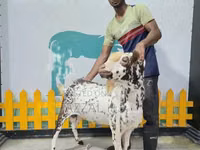 公羊, Sicilian Barbaresca sheep — 照片 1