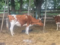 Vaca, Ayrshire — foto 1
