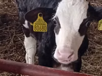 Rinder (Partie, Geschlecht nicht angegeben), Russian Black pied cattle — Foto 8