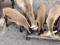 Widder, Cameroon sheep — Foto 1