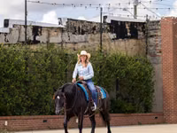 Mare, Percheron — photo 6
