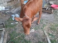 Rinder (Partie, Geschlecht nicht angegeben), Russian Black pied cattle — Foto 5