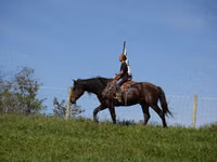 घोड़ा, Racking Horse — फ़ोटो 2