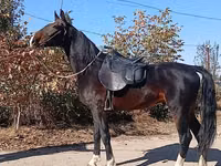 公马, French Trotter — 照片 8