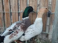 Ducks — الصورة 3
