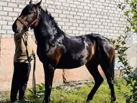 公马, Swedish warmblood horse — 照片 1