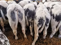 أبقار (دفعة، الجنس غير محدد), Russian Black pied cattle — الصورة 1