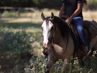 母马, Quarter Horse — 照片 6