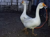 Geese — 照片 5
