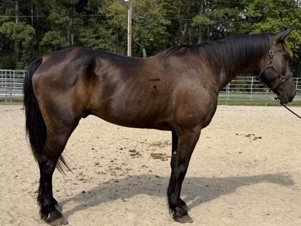 公马, Horses