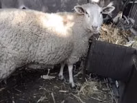 母羊, British  Milksheep — 照片 1