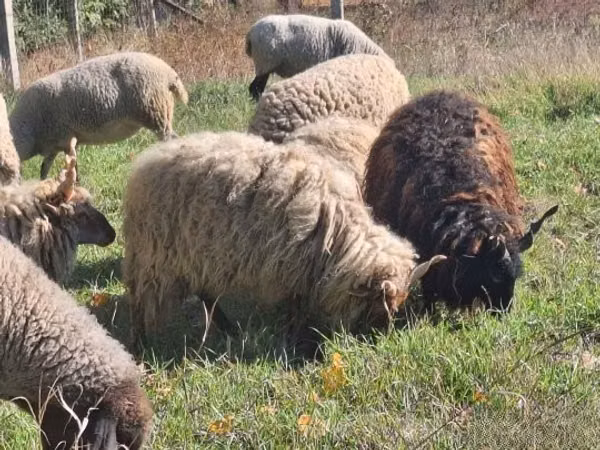 كبش, Racka sheep