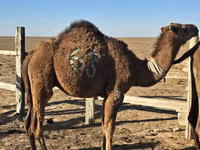 ऊँट, Arvana camel — फ़ोटो 1