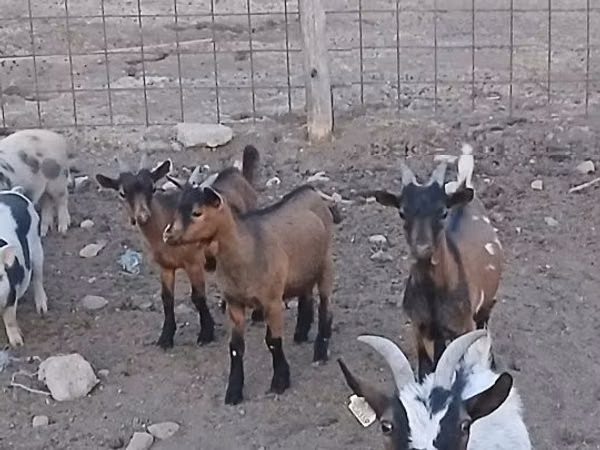 公山羊, Pomellata goat