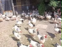 ससेक्स — फ़ोटो 1