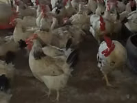 Chickens — photo 2