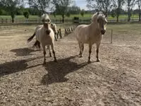 घोड़ी, Fjогd — फ़ोटो 2