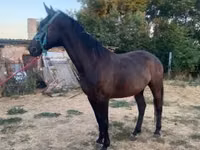 Mare, Nonius horse — photo 2
