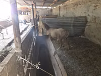 公羊, Rhon sheep — 照片 3