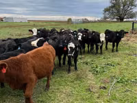 Cattle (batch, sex not specified), Aberdeen-Angus — photo 2