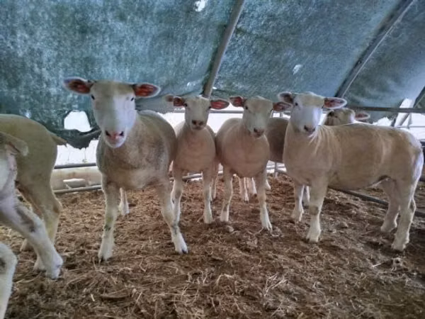 Brebis, Ile-de-France sheep