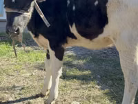Kuh, Holstein-Rasse — Foto 2