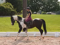 Caballo, Friesian — foto 3