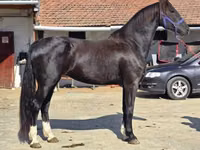 Yegua, Dutch warmblood horse — foto 1