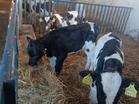 Bulle, Russian Black pied cattle — Foto 2