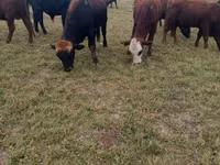 Taureau, Swiss cattle — photo 1