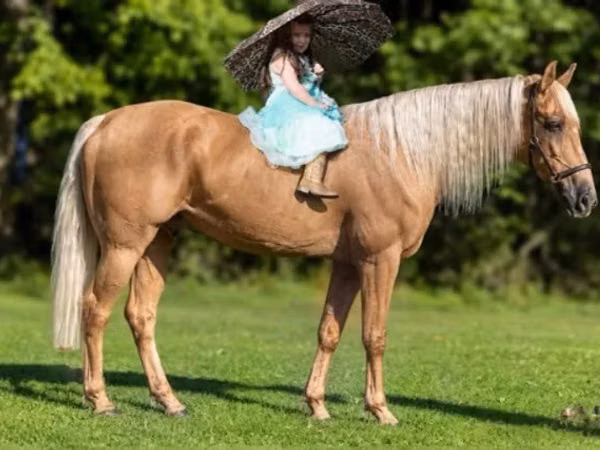 Cheval, Palomino