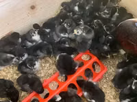 Australorp — Foto 8