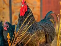 Australorp — foto 6